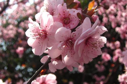 [春天来了]迷人的spring_800字