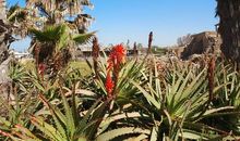 废墟与鲜花_1000字