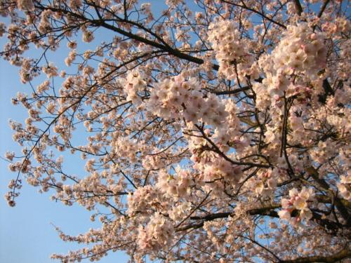 曾金错过了_750字的花朵