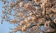 曾今错过的花开_750字