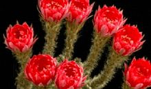 花开的瞬间_700字