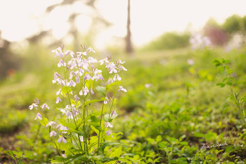 幻想Spring_700个单词