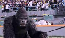 《大明猩》观后感_550字