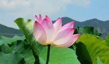 关于植物的作文：荷花_750字