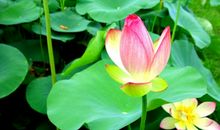 关于荷花的作文：十里荷花_450字