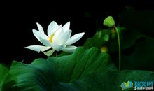 关于荷花的作文：荷花_450字