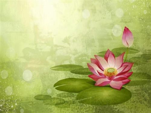 关于荷花的成分：当时，花朵盛开_900字