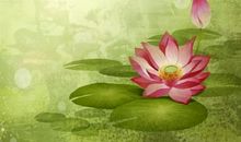 关于荷花的作文：那时，花开_900字