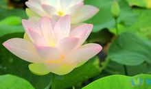 关于荷花的作文：荷花池_550字