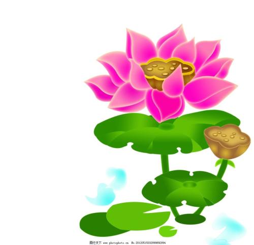 关于荷花的成分：我发现荷叶的秘密_500字