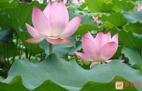 关于荷花的成分：荷花在叶子中800字
