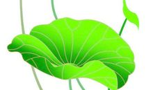 关于荷花的作文：劣境之花，君子_1000字