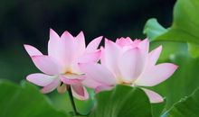 关于荷花的作文：美丽的荷花_500字