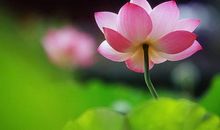 关于荷花的作文：荷花盛开_600字