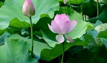 关于荷花的作文：在那抹清凉陪伴的日子里_800字