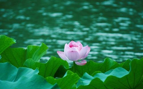 关于莲花的成分：lotus_350个单词
