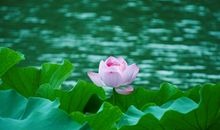 关于荷花的作文：荷花_350字