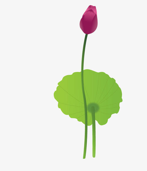 关于荷花的成分：烈日下的小清新_500字