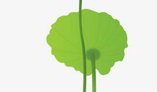 关于荷花的作文：烈日下的小清新_500字