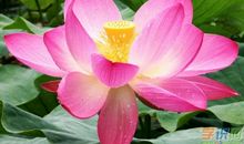 关于荷花的作文：走一步，满身芳香_800字