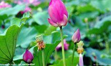 关于荷花的作文：窗外_650字