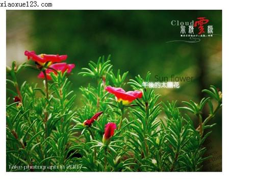 Sunflower_550字