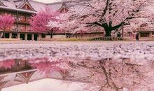 初三状物作文：美丽的樱花（二）_750字