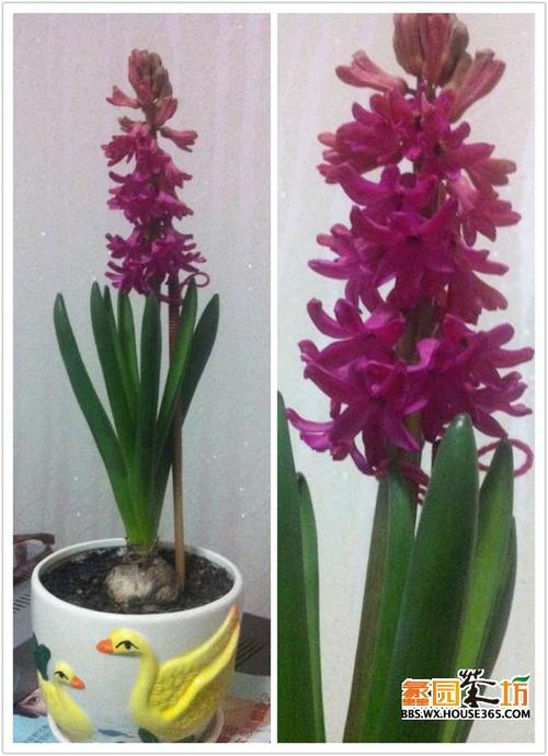 三年级作文：我的风信子_900字