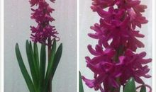 初三状物作文：我的风信子_900字