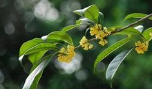 初三状物作文：美丽的桂花（二）_750字