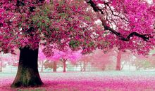 初三状物作文：美丽的樱花（三）_700字