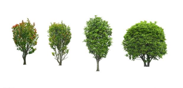三年级的组成：美丽的桂花树（3）_900字