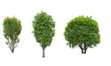 初三状物作文：美丽的桂花树（三）_900字