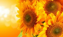 初三状物作文：我爱向日葵（一）_750字