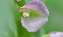 初三状物作文：美丽的凤仙花_900字