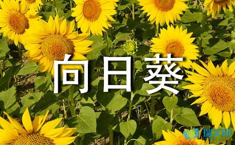 三年级作文：我爱向日葵（2）_750字