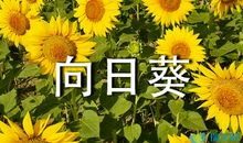 初三状物作文：我爱向日葵（二）_750字