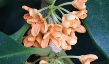 梦会开出花来_1200字