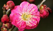 像梅花一样怒放_700字