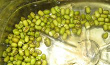 绿豆宝宝发芽记（1）_300字