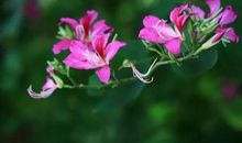 紫荆花的记忆_750字