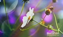 关于处暑的作文：处暑节气_900字