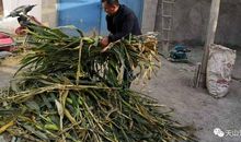 小事见真情_900字