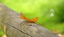 关于处暑的作文：处暑恰逢秋雨_1500字