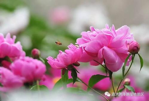 不会绽放，还会“闻” _1500字