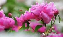 不会花开，也“清香”_1500字