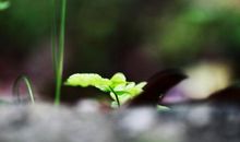 关于坚强的作文：你若不坚强，懦弱给谁看_650字