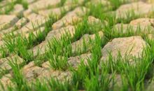 关于坚强的作文：坚强的小草_450字