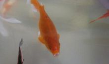 我家的小金鱼_450字