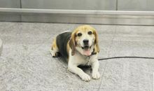 三年级状物作文：狗狗_400字